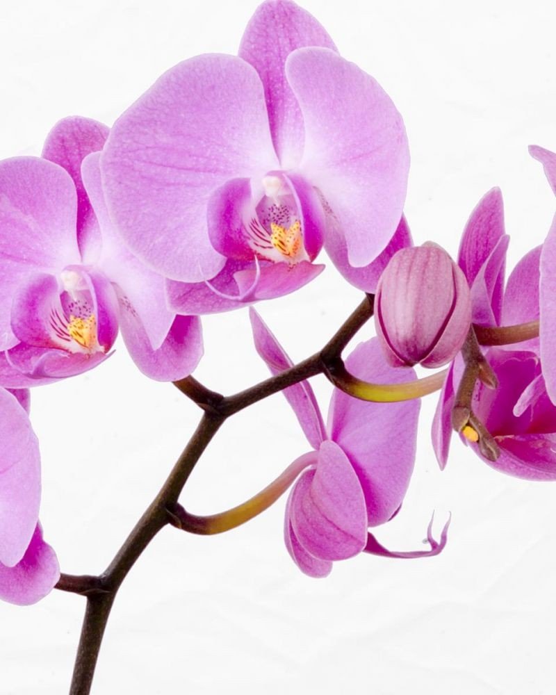 Орхидея отдушка