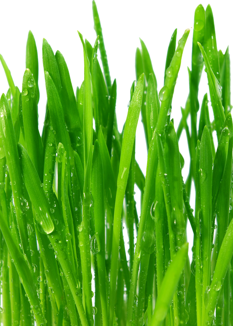 Свежескошенная трава отдушка