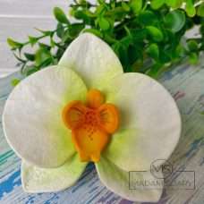 Орхидея Фаленопсис 2