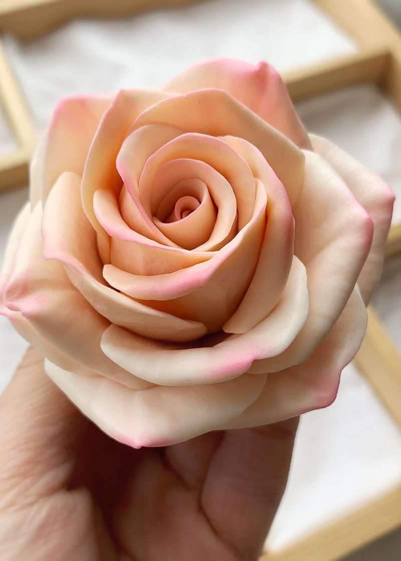 Троянда Джулі
