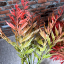 Осока з квітами