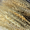 Осока з квітами